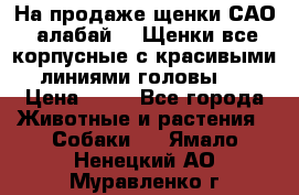 На продаже щенки САО (алабай ). Щенки все корпусные с красивыми линиями головы . › Цена ­ 30 - Все города Животные и растения » Собаки   . Ямало-Ненецкий АО,Муравленко г.